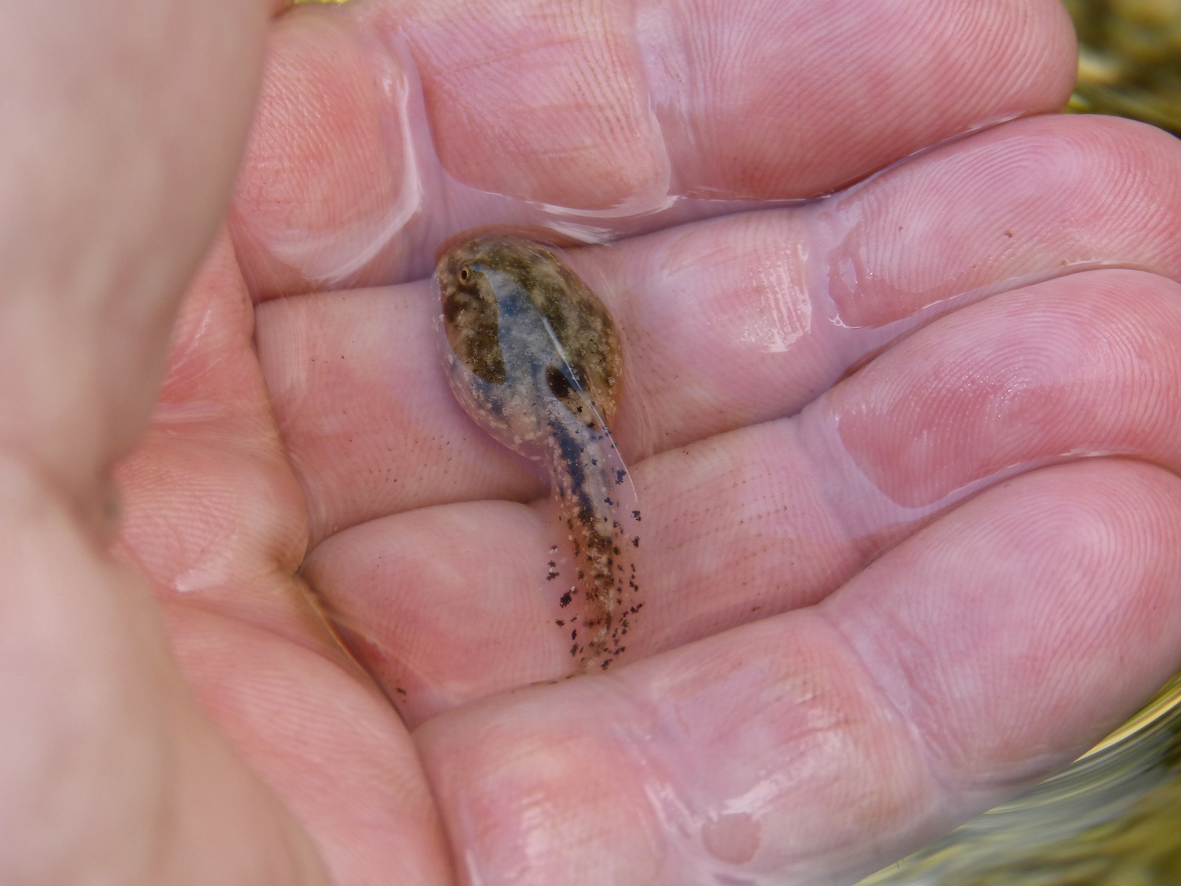 Водоросли головастики. Головастик травяной лягушки. Головастик это личинка лягушки. Лягушка мальки головастики. Головастик Озерной лягушки.