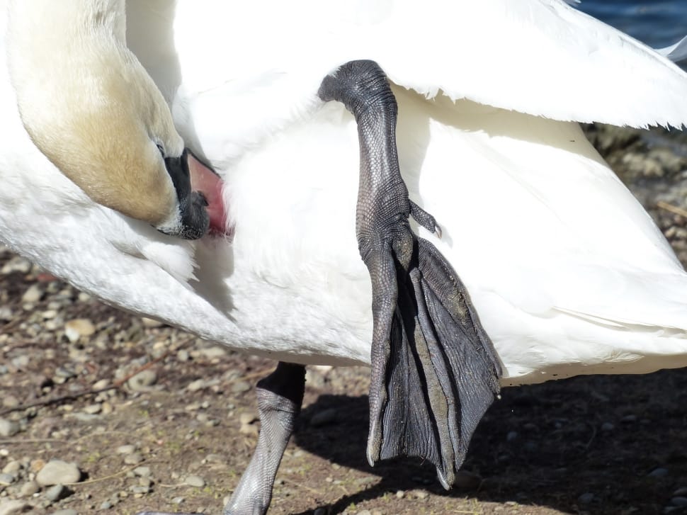 close up photo of white duck preview