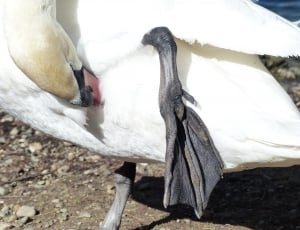 close up photo of white duck thumbnail