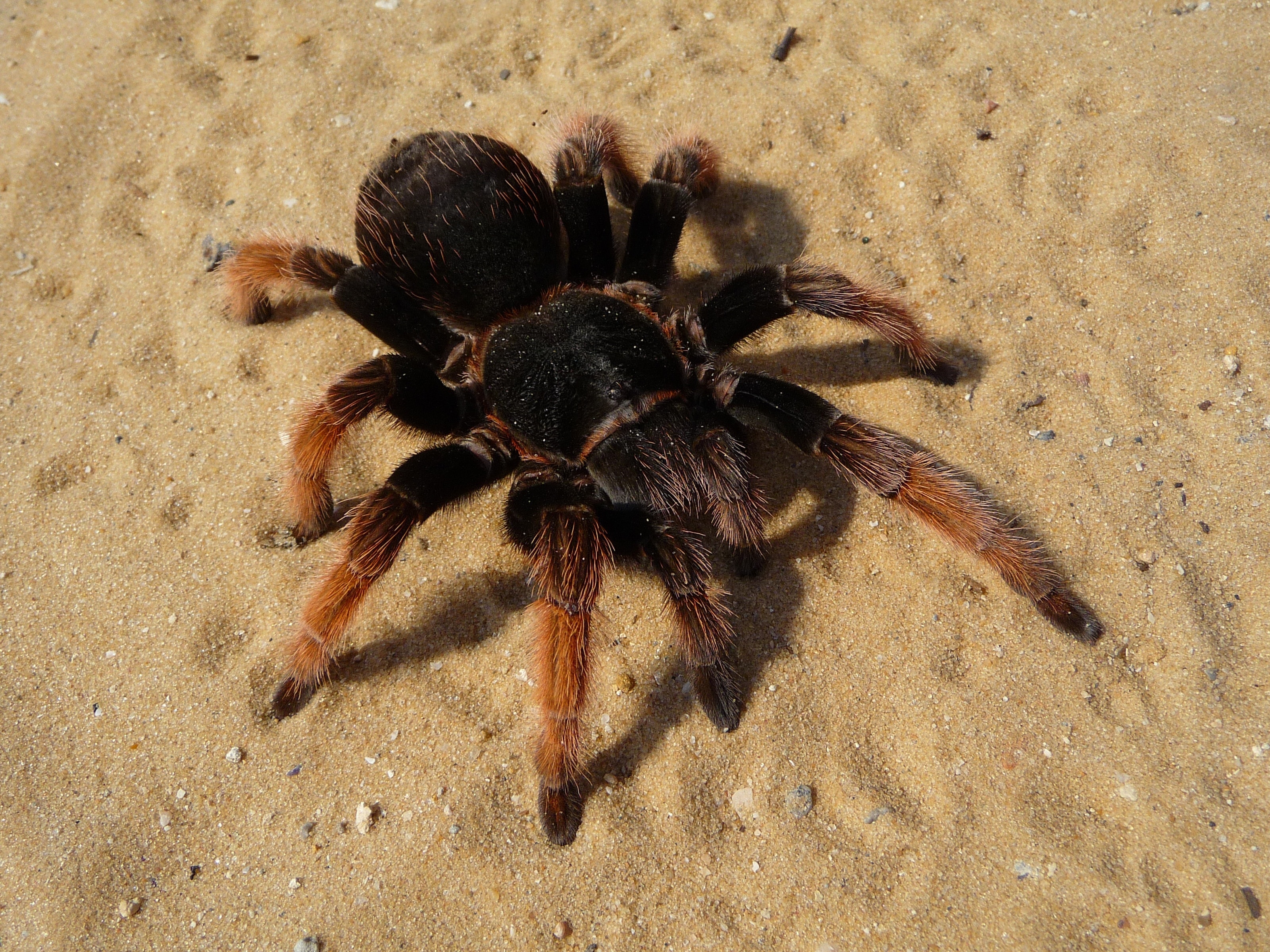 tarantula on sand during daytime