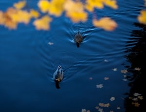 photo of two black ducks swimming thumbnail