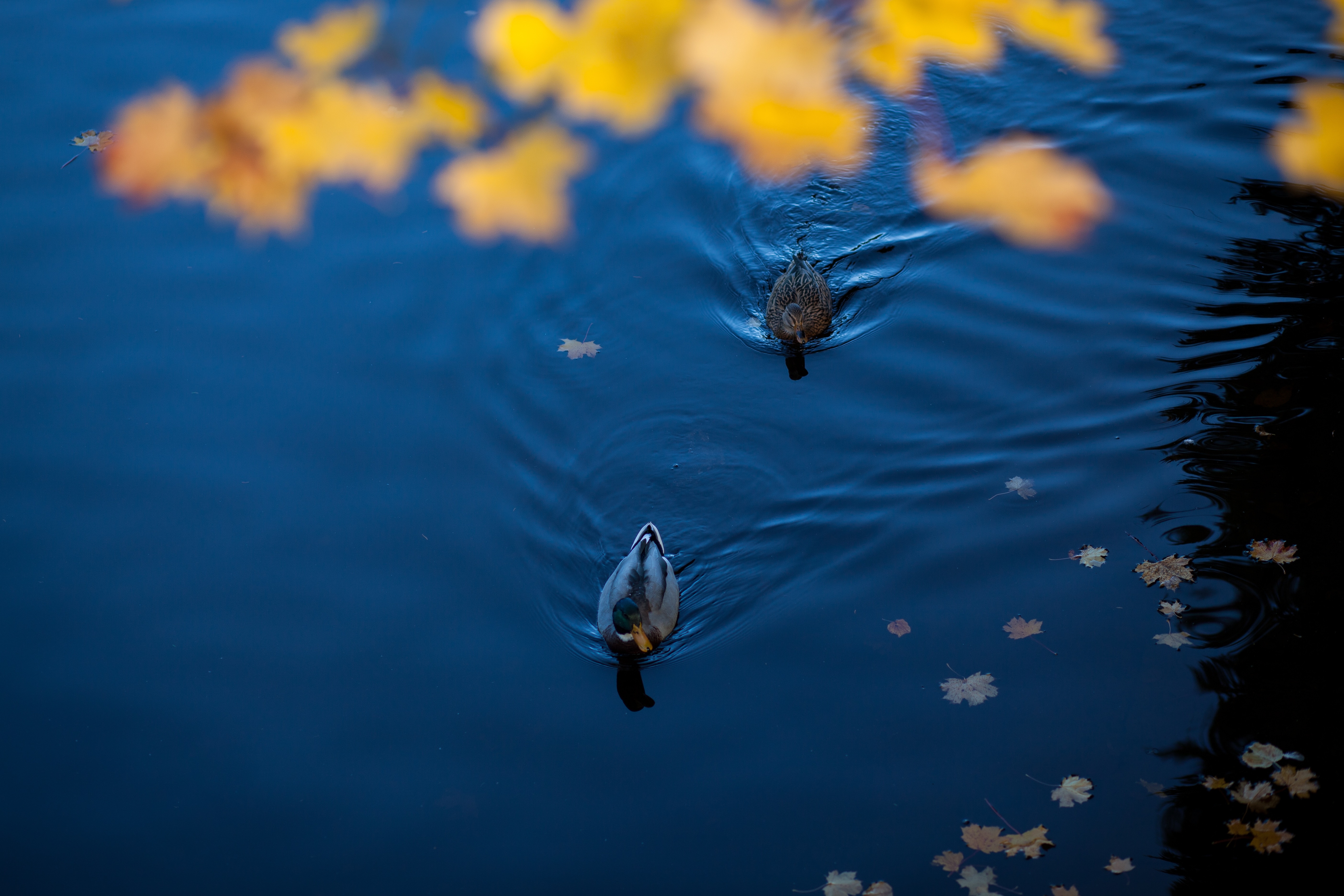 photo of two black ducks swimming