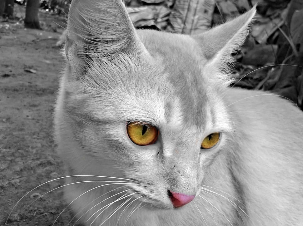 Grey And White Short Fur Cat Free Image Peakpx