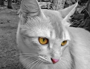 grey and white short fur cat thumbnail