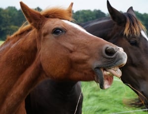 brown horse showing teeth and tongue thumbnail