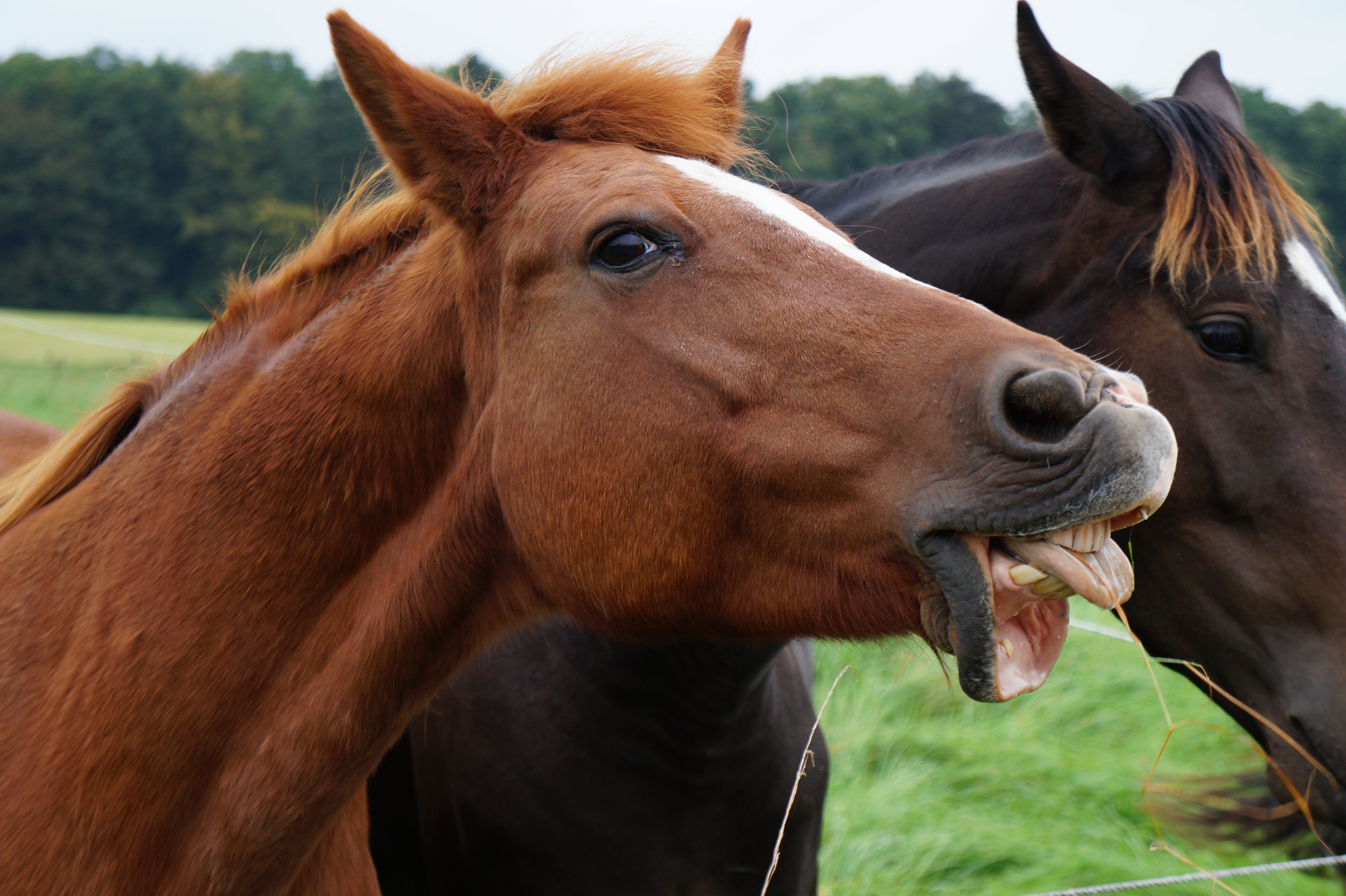 brown horse showing teeth and tongue