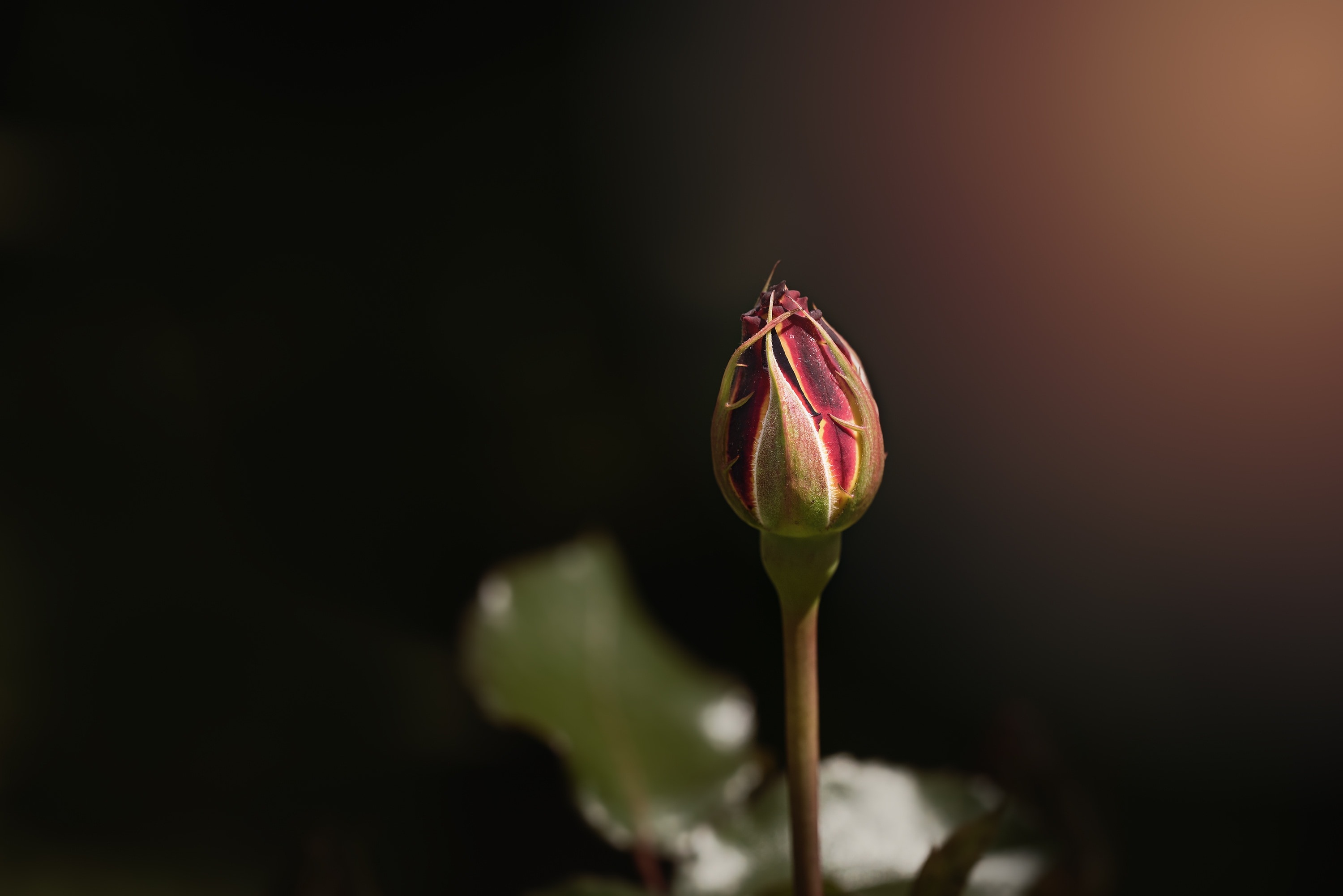 pink flower bud