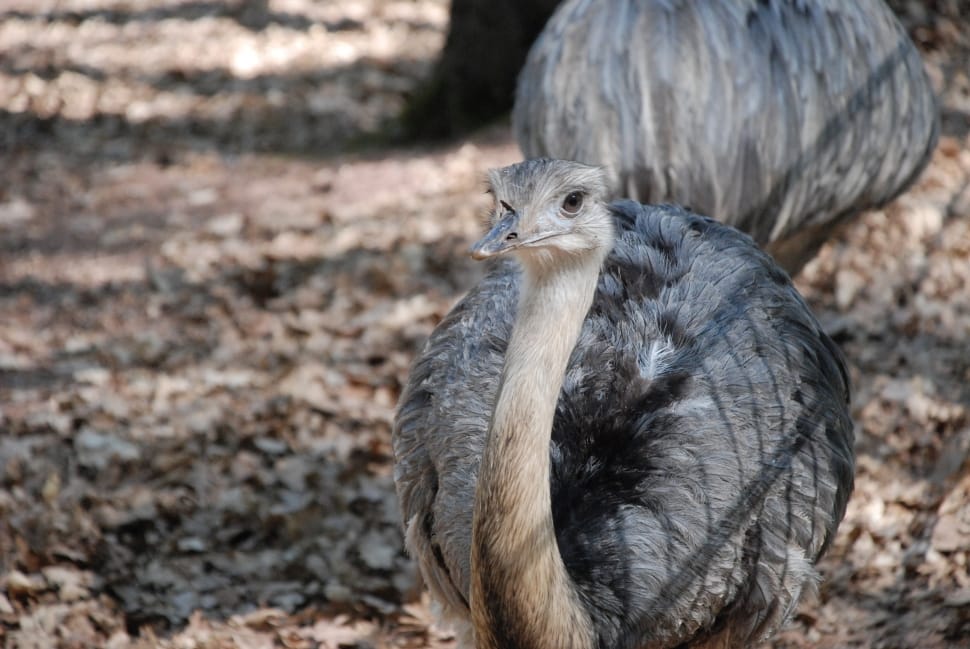 gray ostrich chick preview