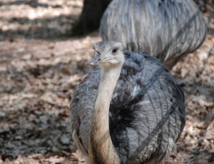 gray ostrich chick thumbnail