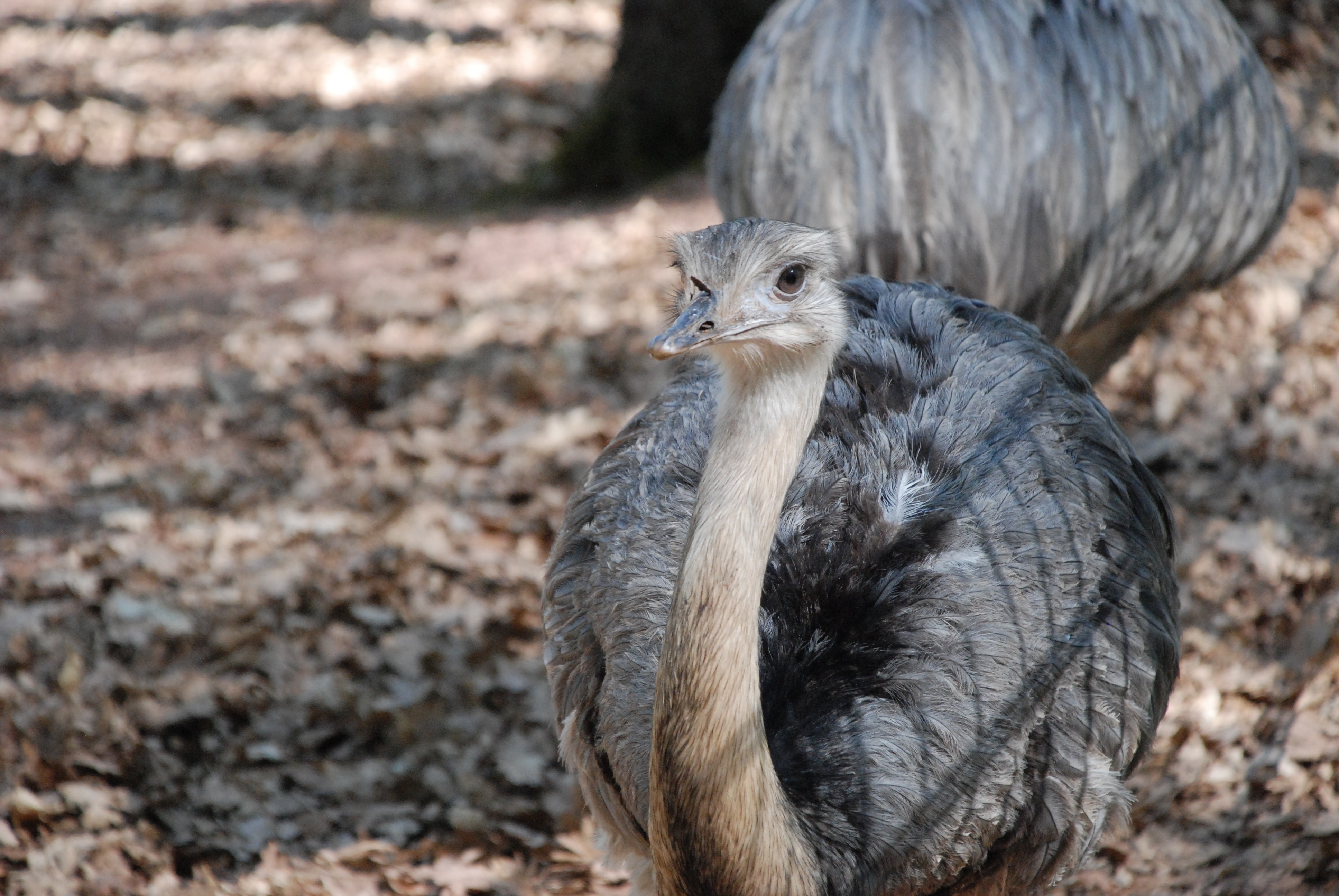 gray ostrich chick