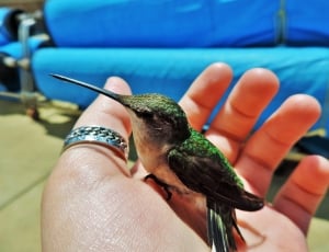 green black and gray hummingbird thumbnail