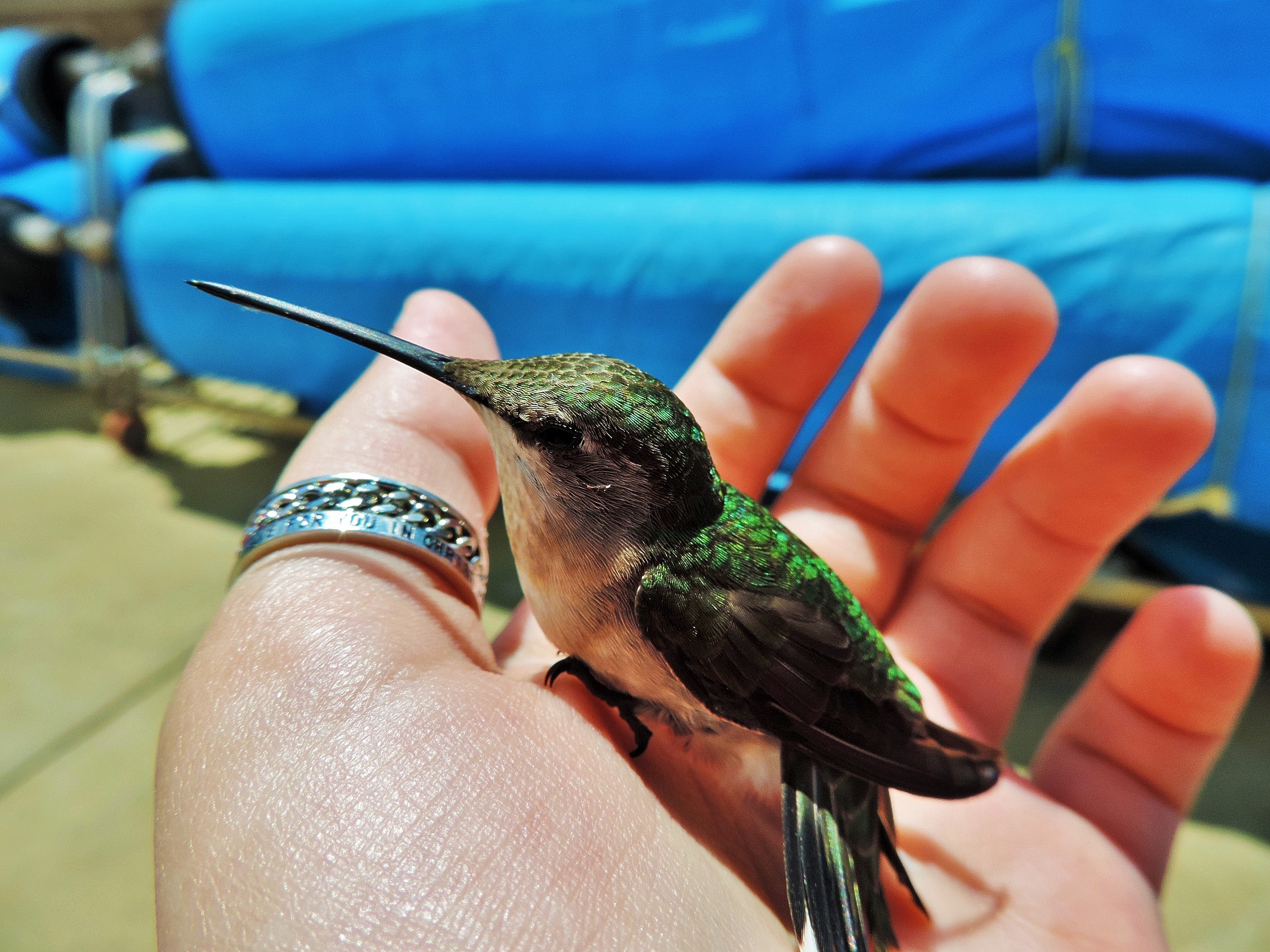 green black and gray hummingbird