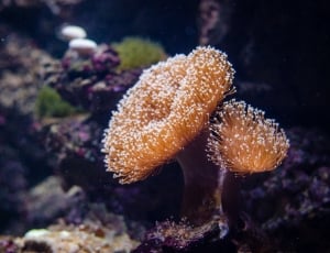 brown sea coral thumbnail