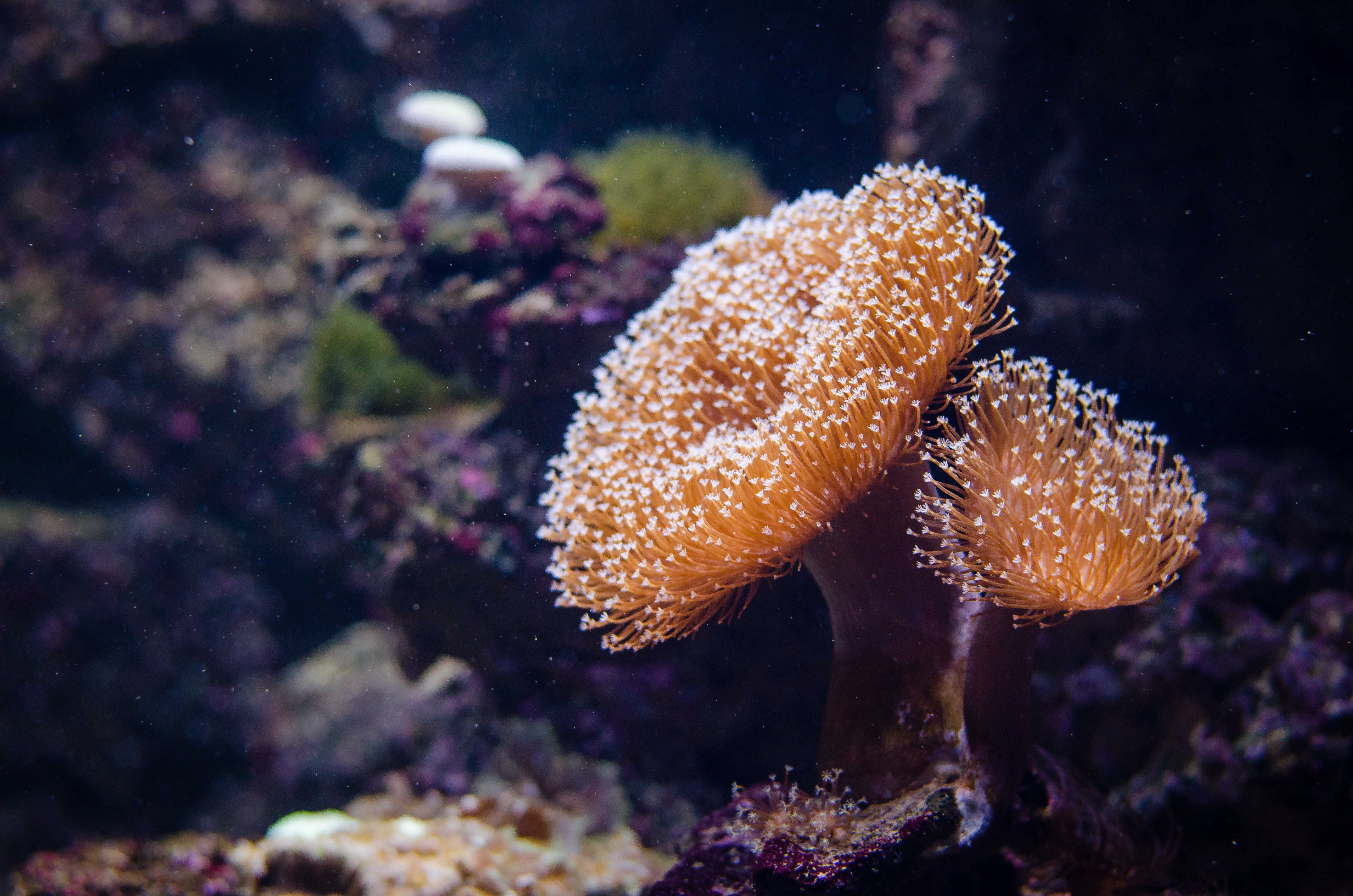 brown sea coral