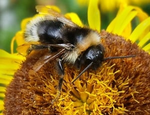 black and yellow stripe bee thumbnail