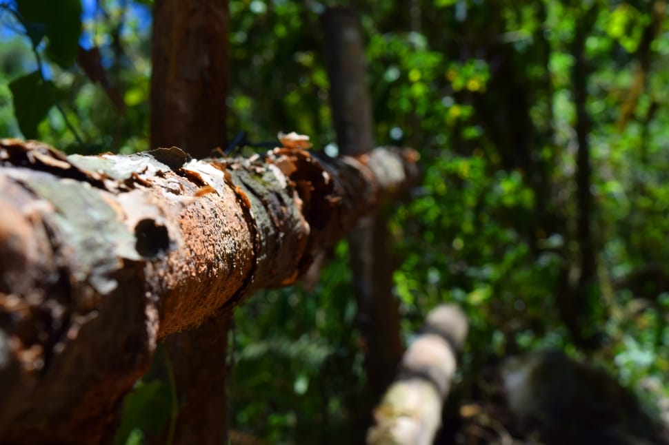Nature, Macro, Bark, Wood, Texture, Tree, tree trunk, focus on foreground preview
