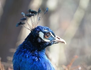 blue feathered bird thumbnail