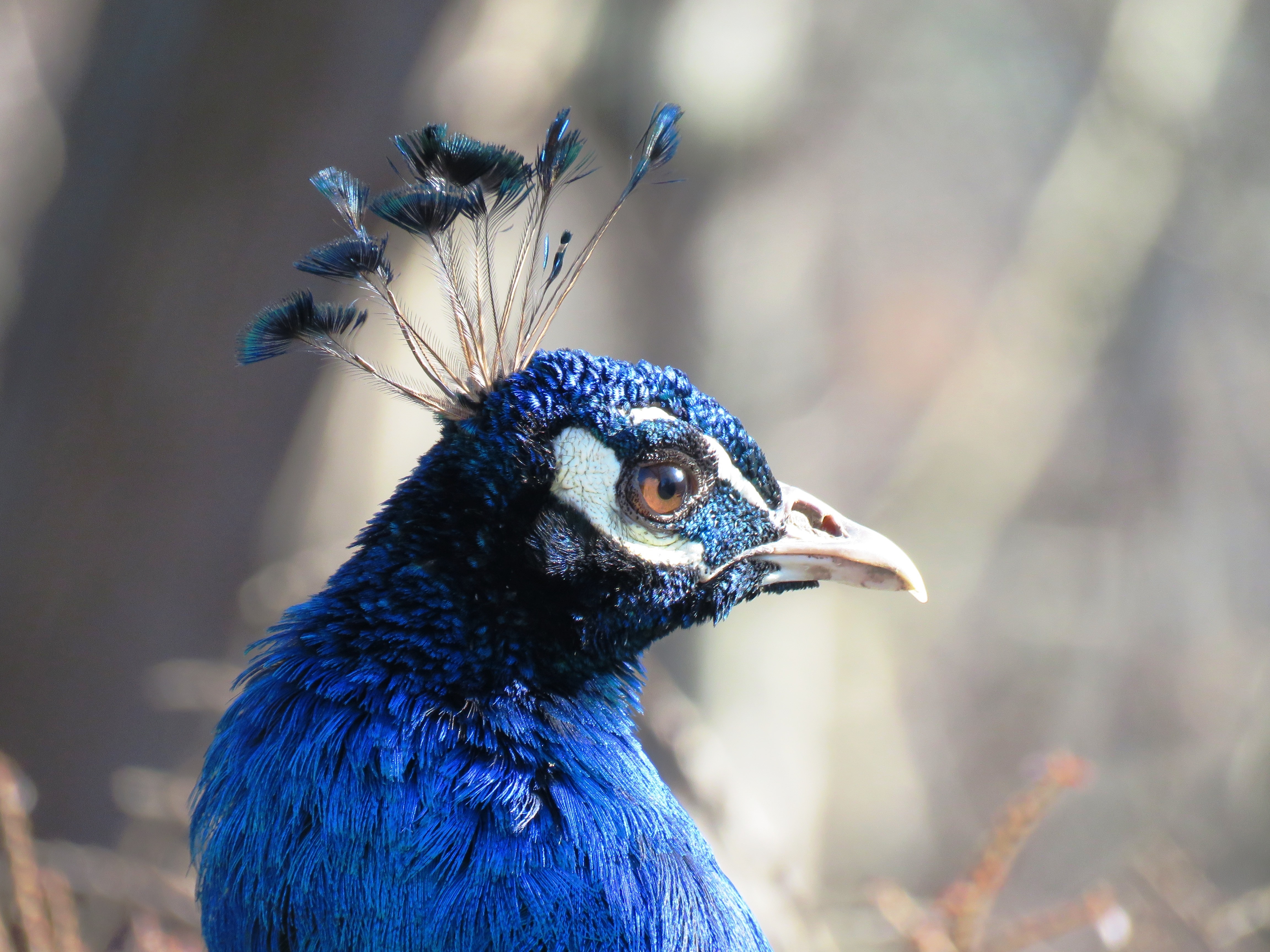 blue feathered bird
