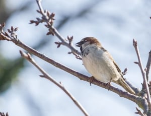 brown and white sparrow thumbnail
