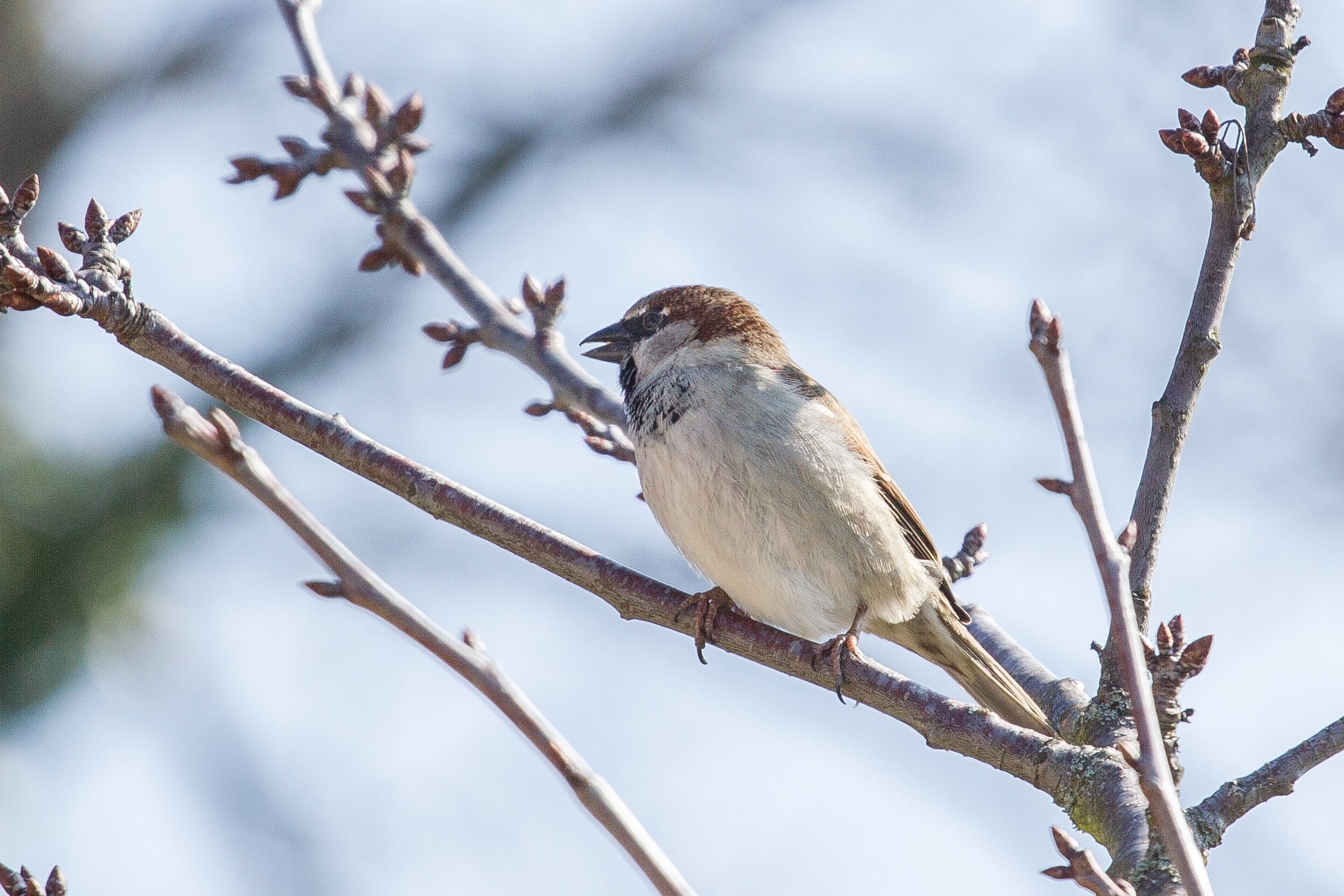 brown and white sparrow
