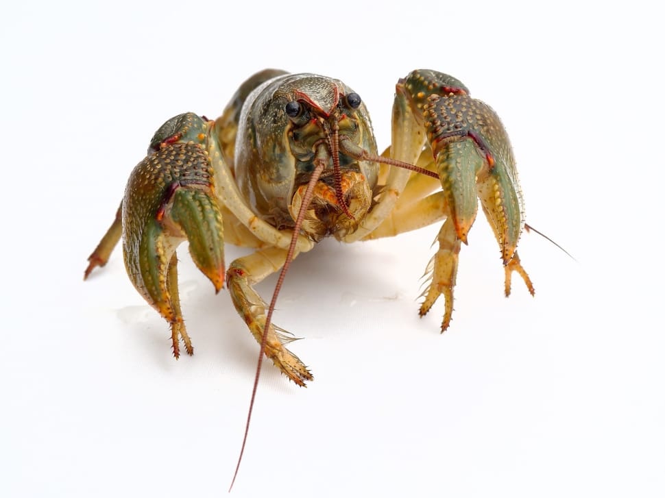 green lobster preview