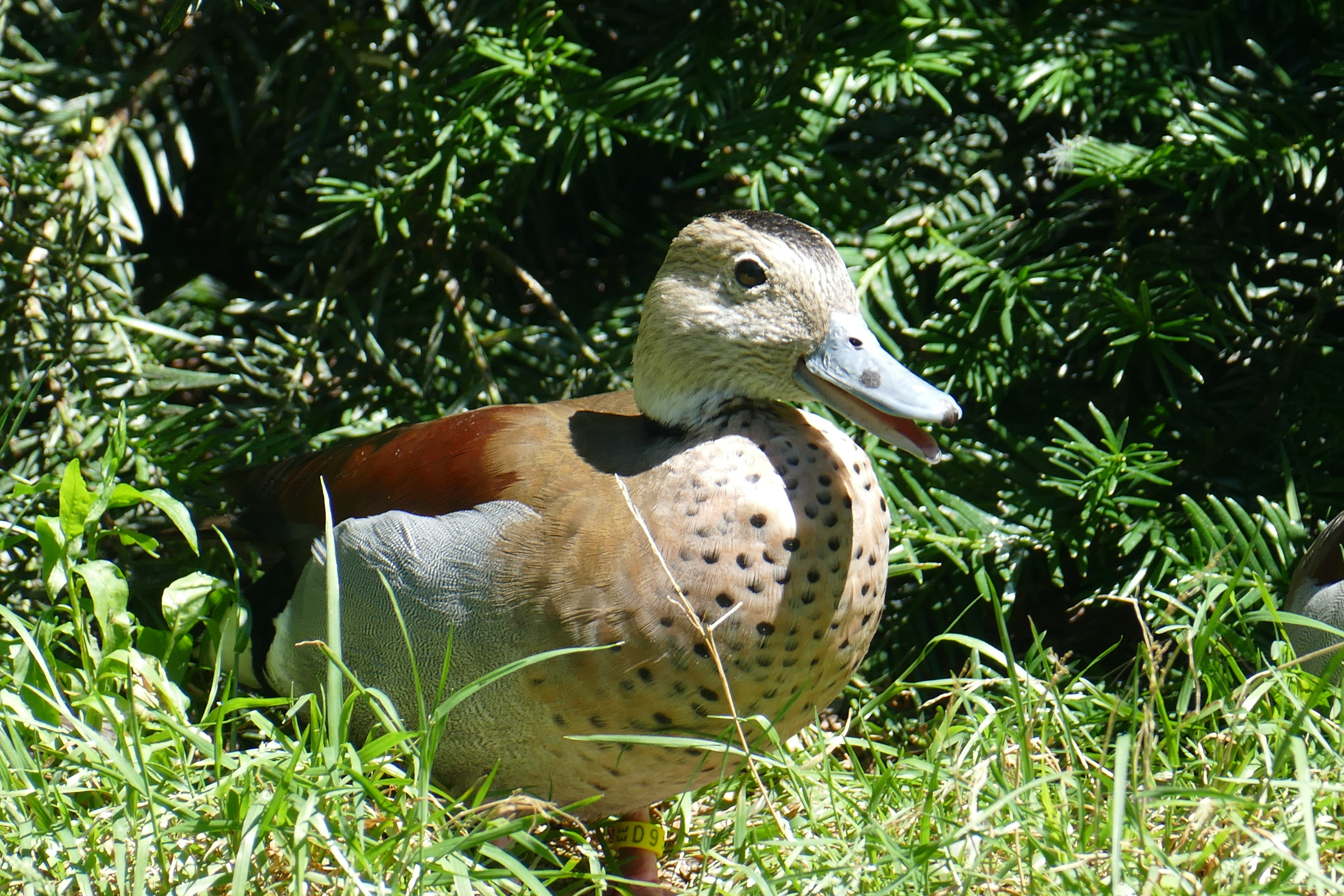 brown and gray duck
