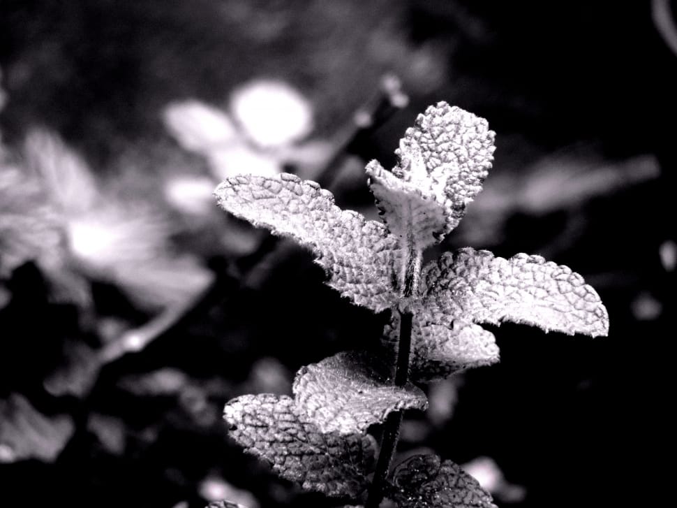 greyscale photo of plant preview