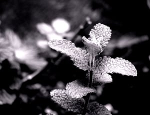 greyscale photo of plant thumbnail