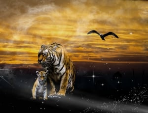 tigers and black bird photo thumbnail