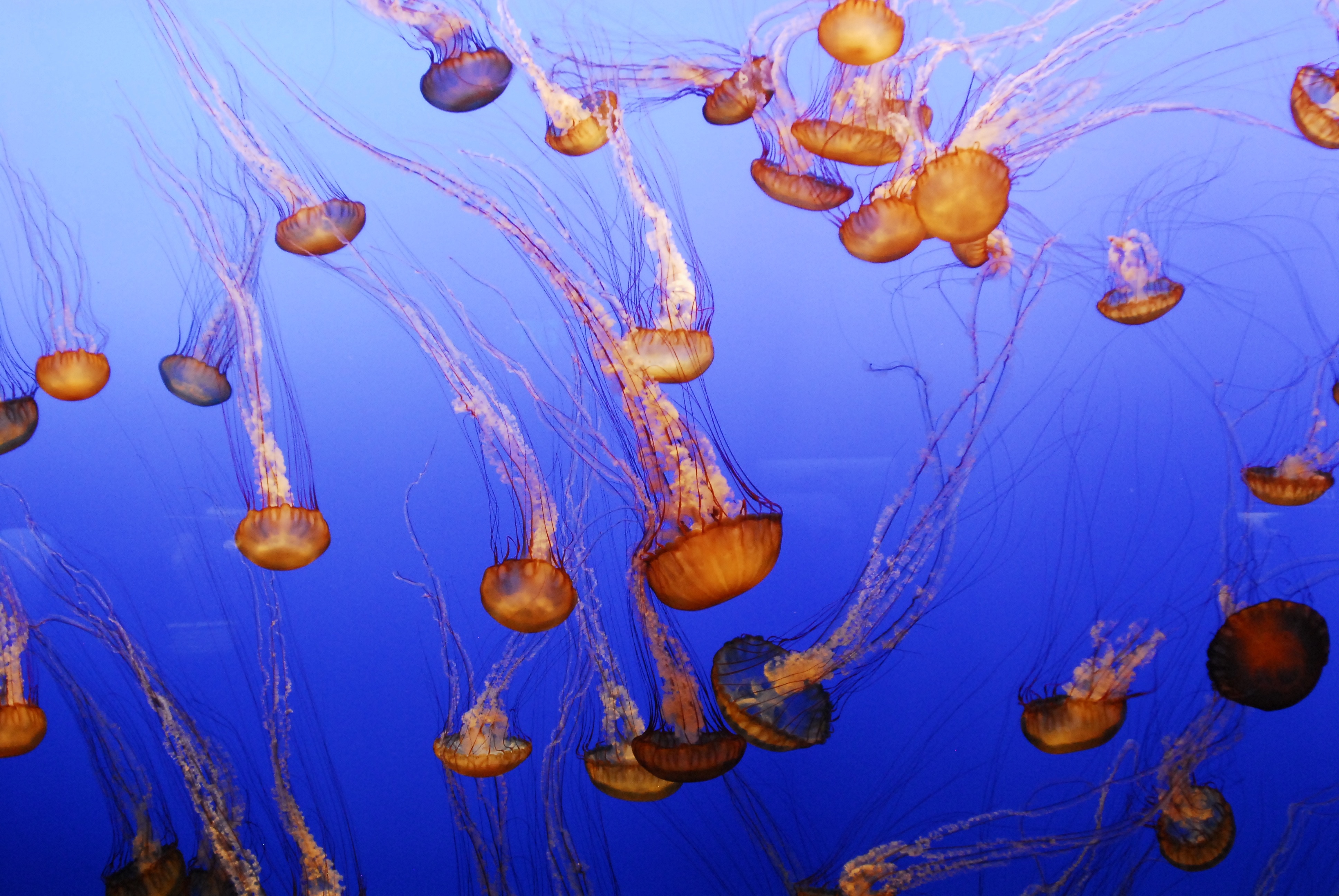 yellow jellyfish  lot