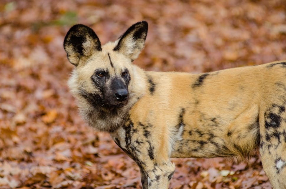 African wild dog preview