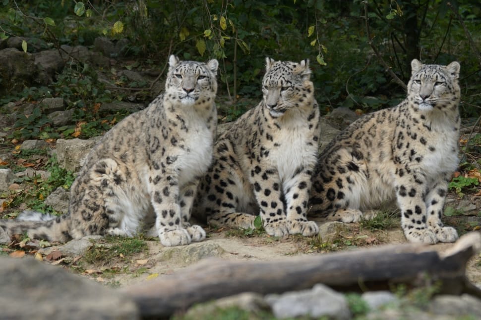 3 snow leopards preview