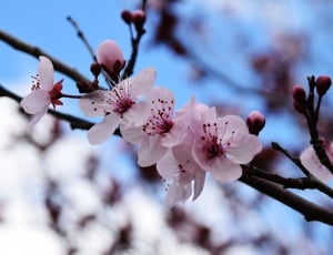 shallow focus photography of cherry blossom thumbnail