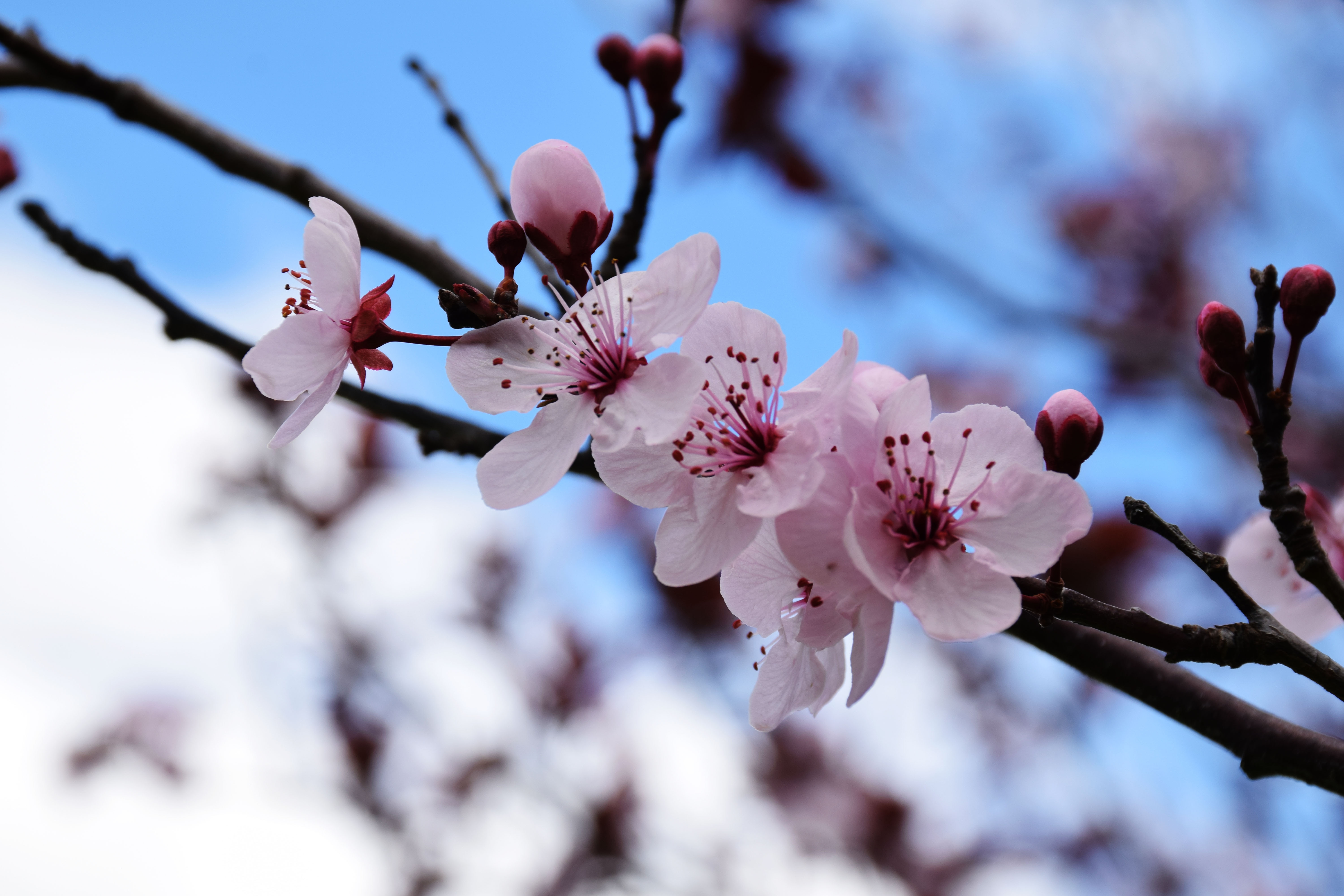 shallow focus photography of cherry blossom