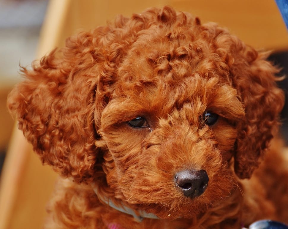 apricot toy poodle puppy free image | Peakpx