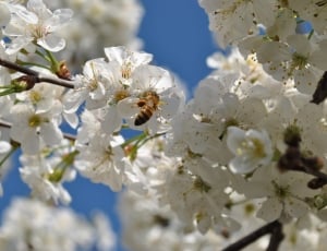 honey bee and white petaled flower thumbnail