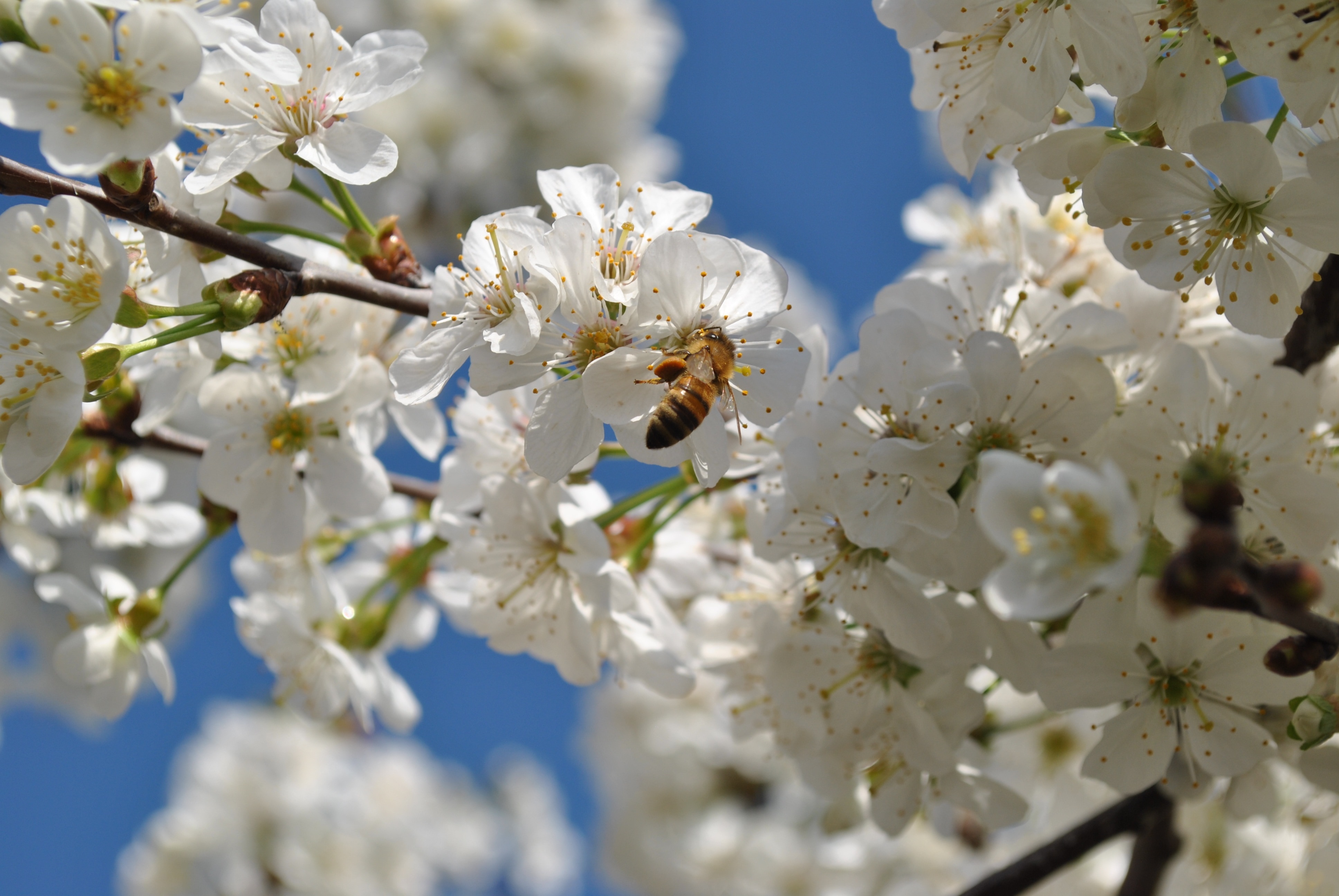 honey bee and white petaled flower