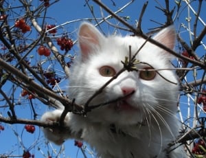 white short fur cat on grape branch during daytime thumbnail