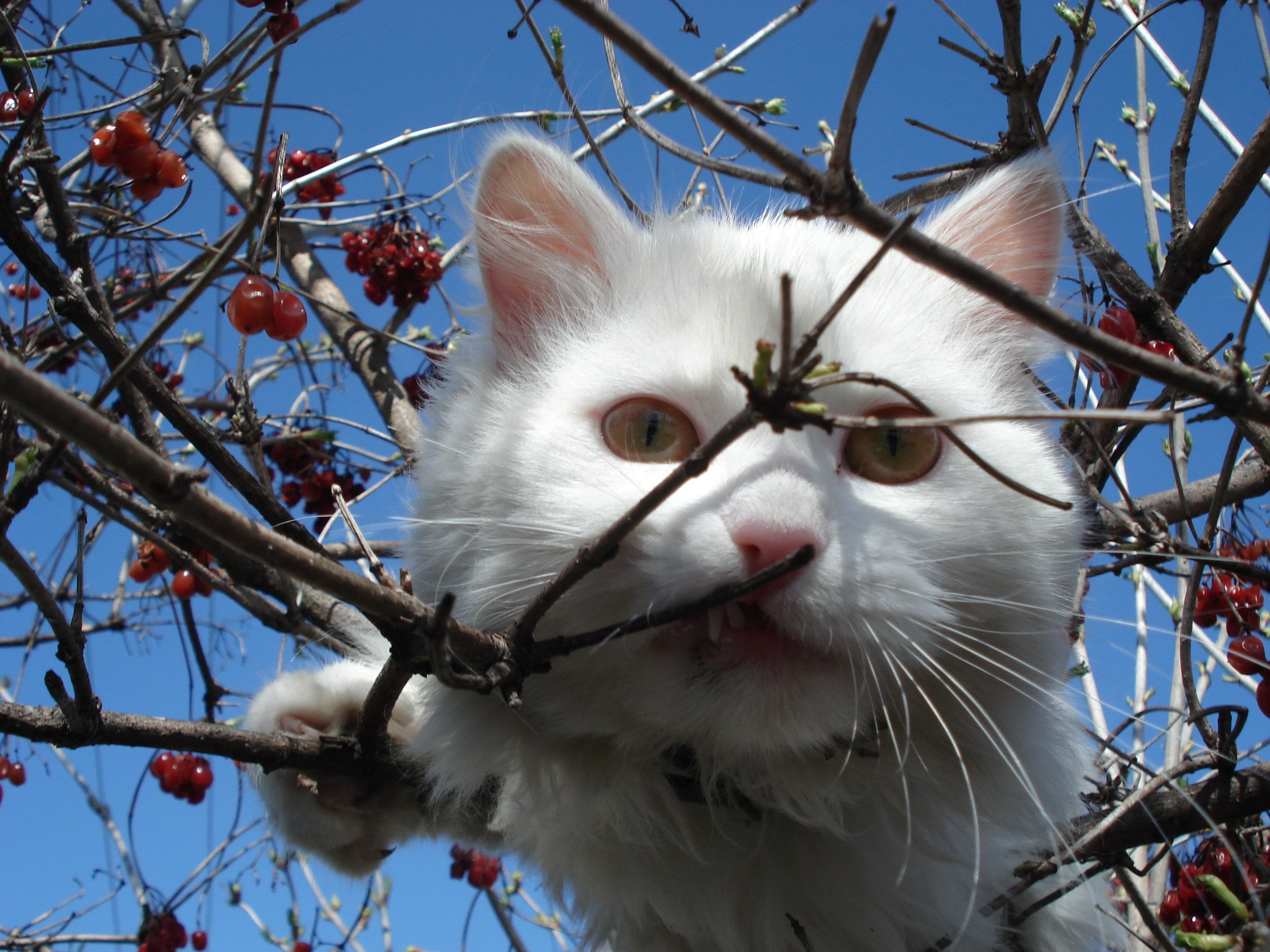 white short fur cat on grape branch during daytime