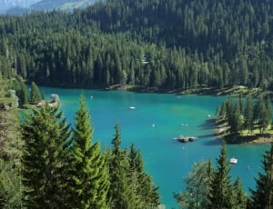 lake surrounded with green trees thumbnail