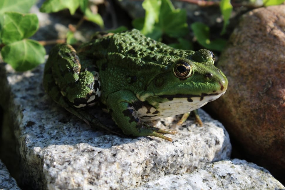 green toad preview