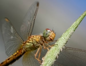 brown dragongfly thumbnail