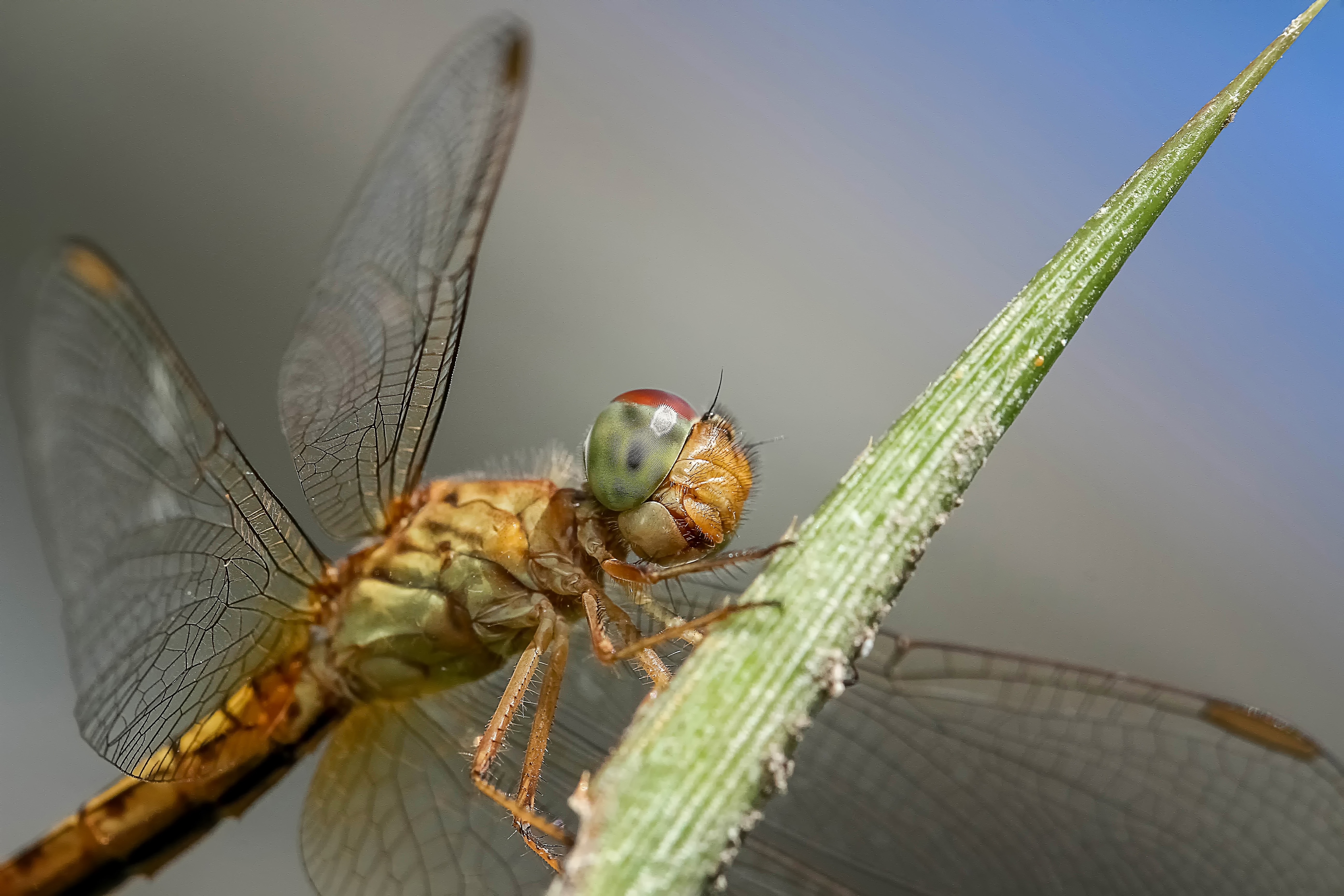 brown dragongfly