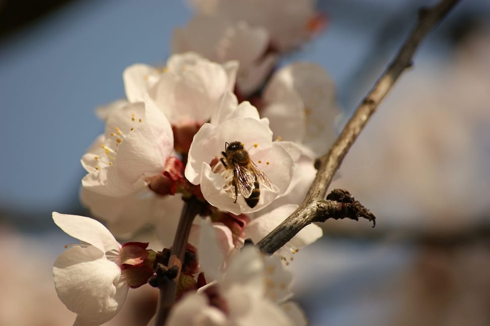 white blossom and bee preview