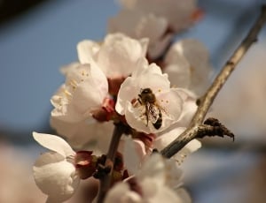 white blossom and bee thumbnail