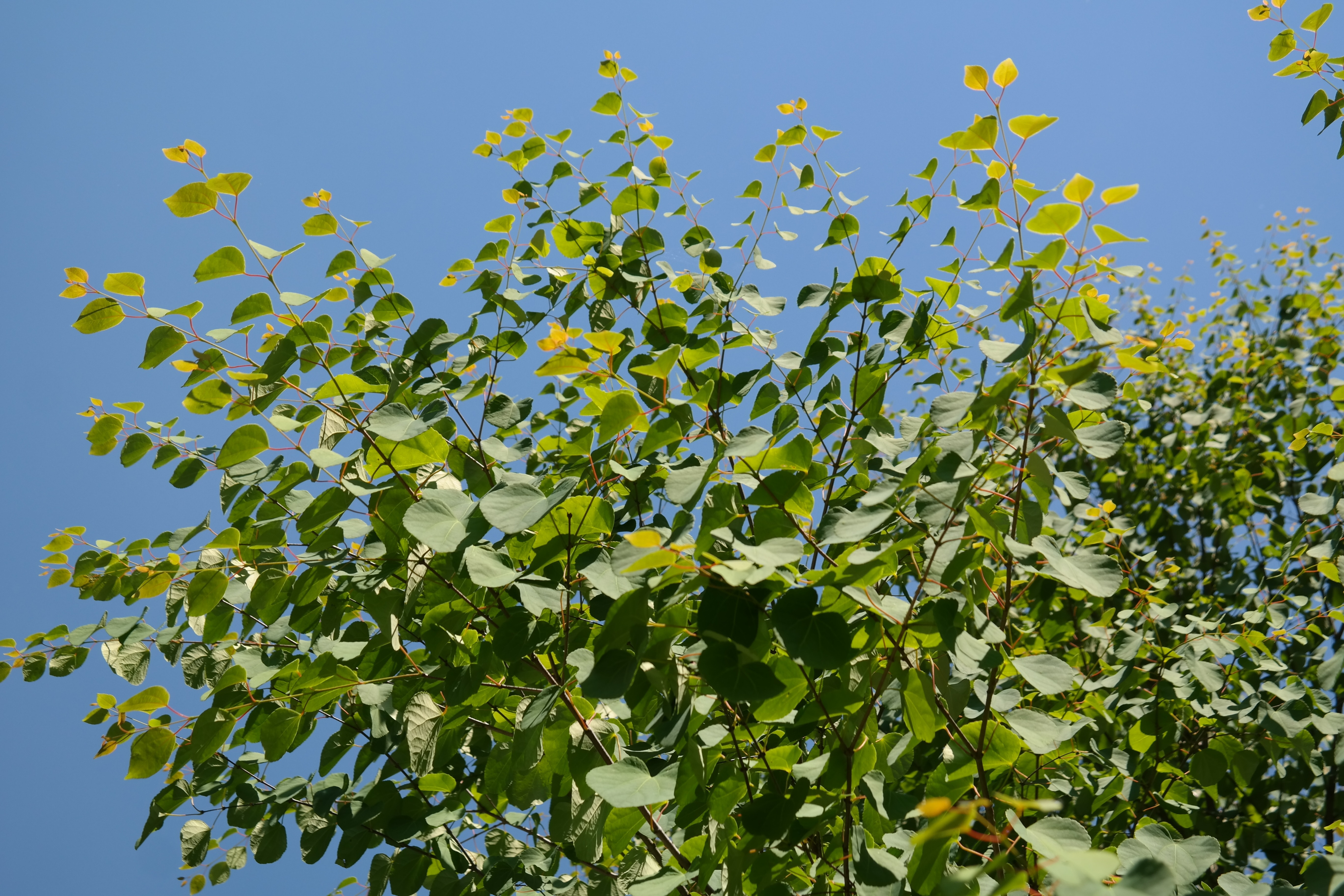 Leaves, Green, Japanese Kuchenbaum, growth, green color