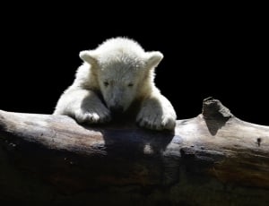 polar cub thumbnail