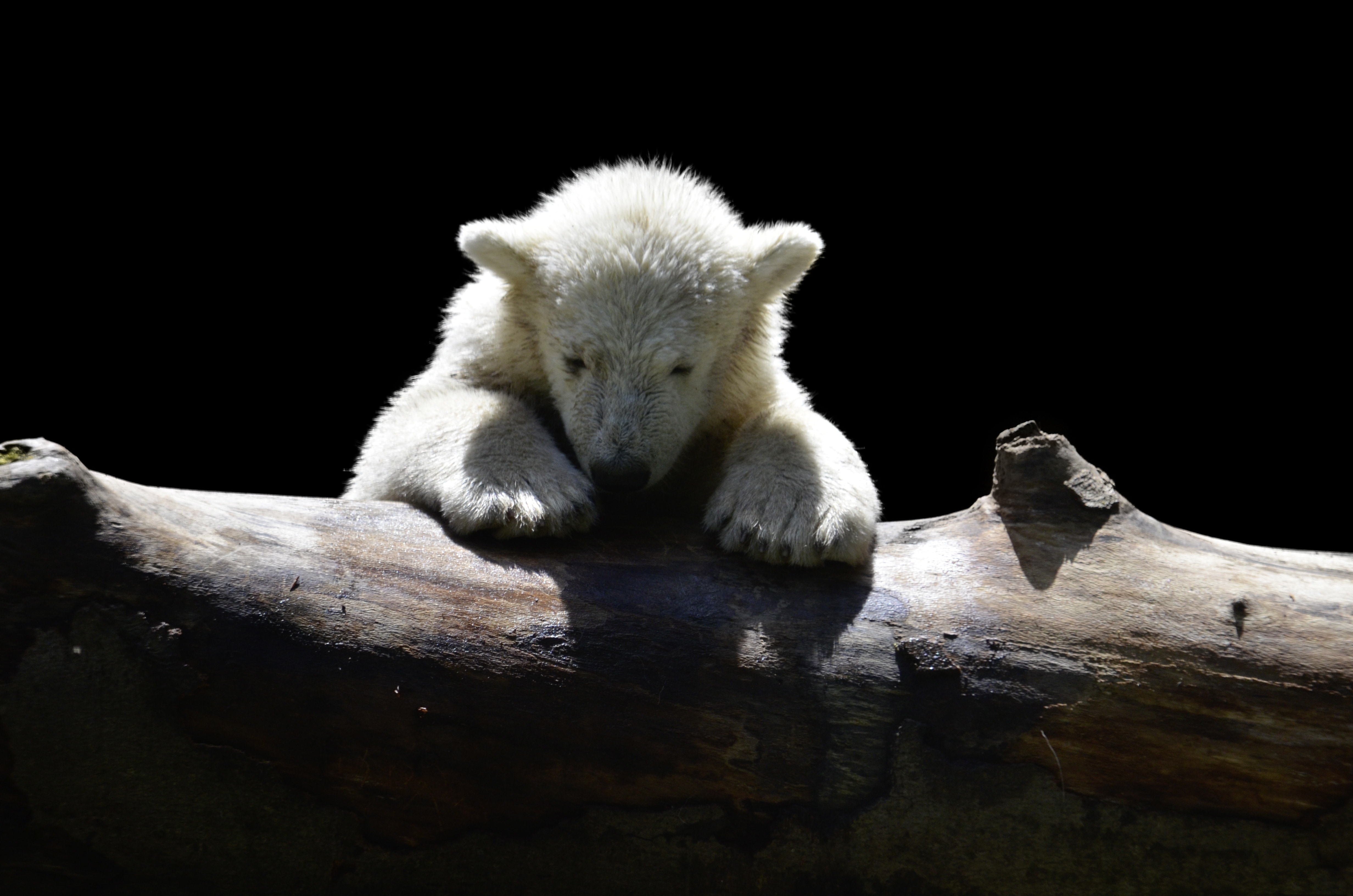 polar cub