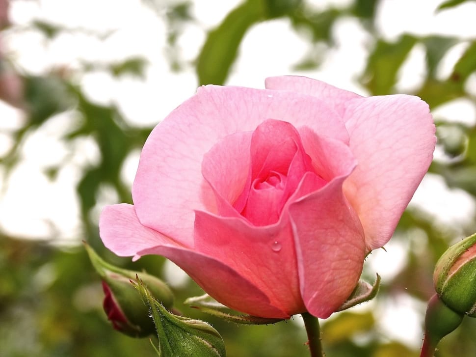 Rose, Bud, Pink, Flower Blossom, Plant, flower, pink color preview