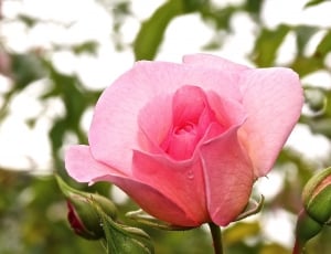 Rose, Bud, Pink, Flower Blossom, Plant, flower, pink color thumbnail